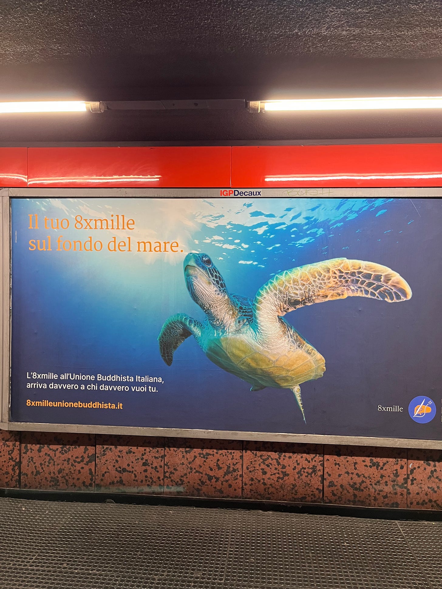 Il titolo recita "Il tuo 8xmille sul fondo del mare." La foto è quella di una tartaruga
