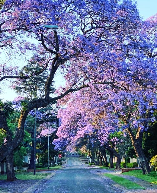 May be an image of jacaranda and tree