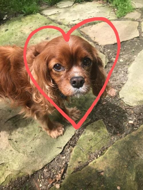 Finney, a ruby Cavalier King Charles Spaniel, is standing on a stone patio and looks toward the camera. There is a red heart drawn around his face.