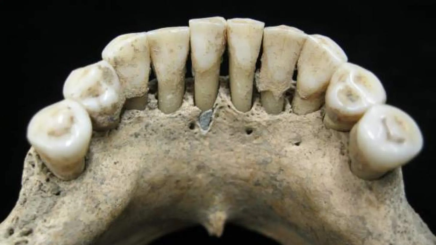 El hallazgo de lapislázuli en la dentadura de una mujer revela la  aportación femenina en los manuscritos medievales