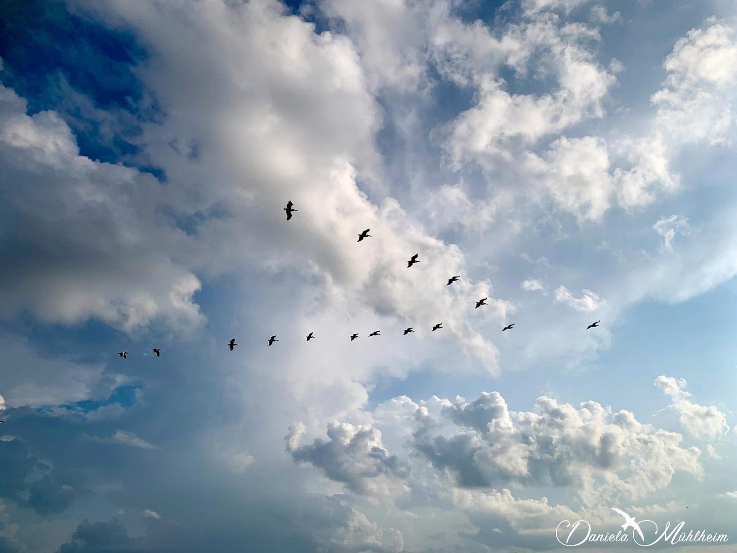 Pelicans in v-formation flight