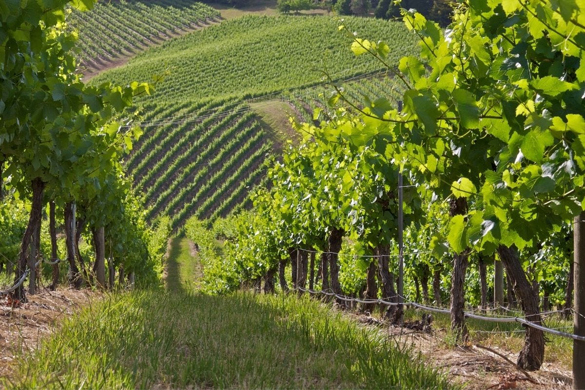 Adelaide Hills Wineries to Visit: Where to Taste, Stay and Eat - Savored  Journeys
