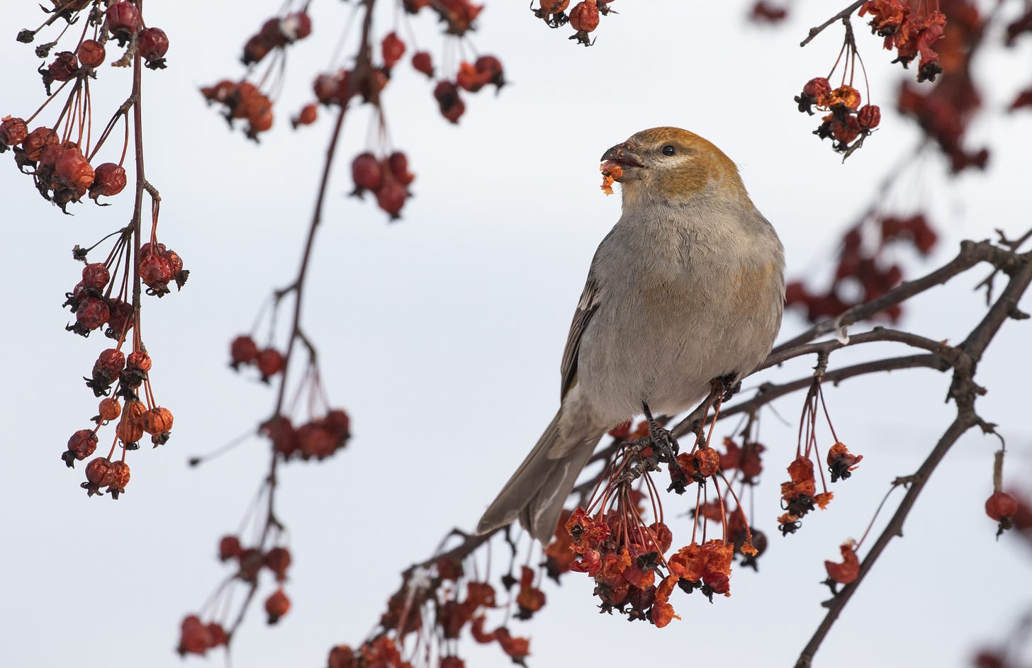 a tubby gray-bellied bird with an orange head and back and a stubby beak perched in a tree with lots of shriveled up berries. its body is facing right and it is looking over its shoulder toward the left side of the image.