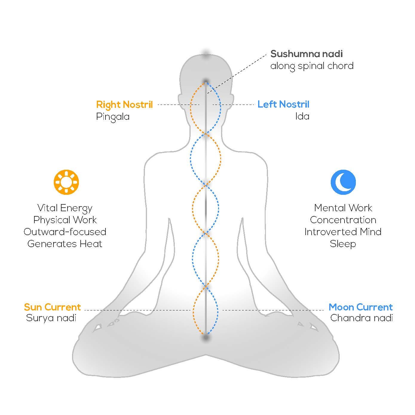 Diagram of ida and pingala nadis