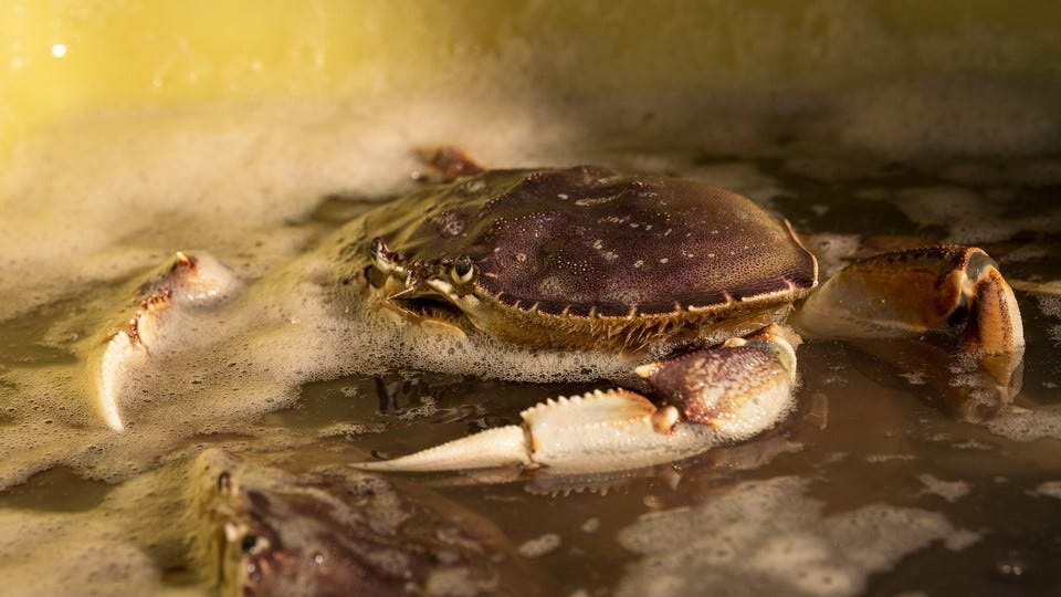 A crab on a sandy beach surrounded by sea foam
