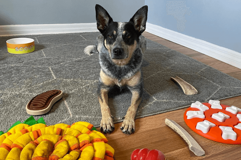 Scout the blue heeler lies on a gray rug amongst an assortment of enrichment toys and puzzle feeders