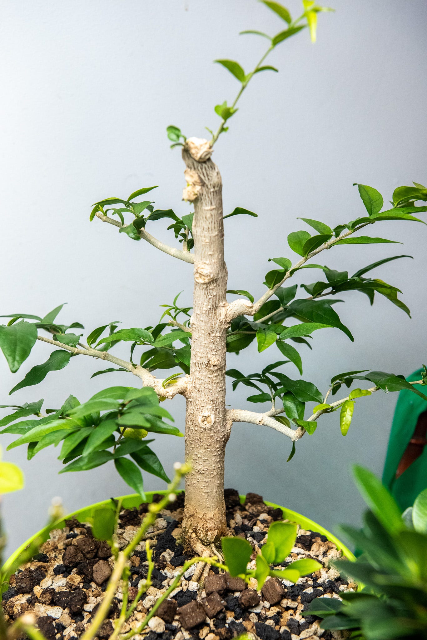 ID: Upright larger water jasmine bonsai with sparse, awkward branching