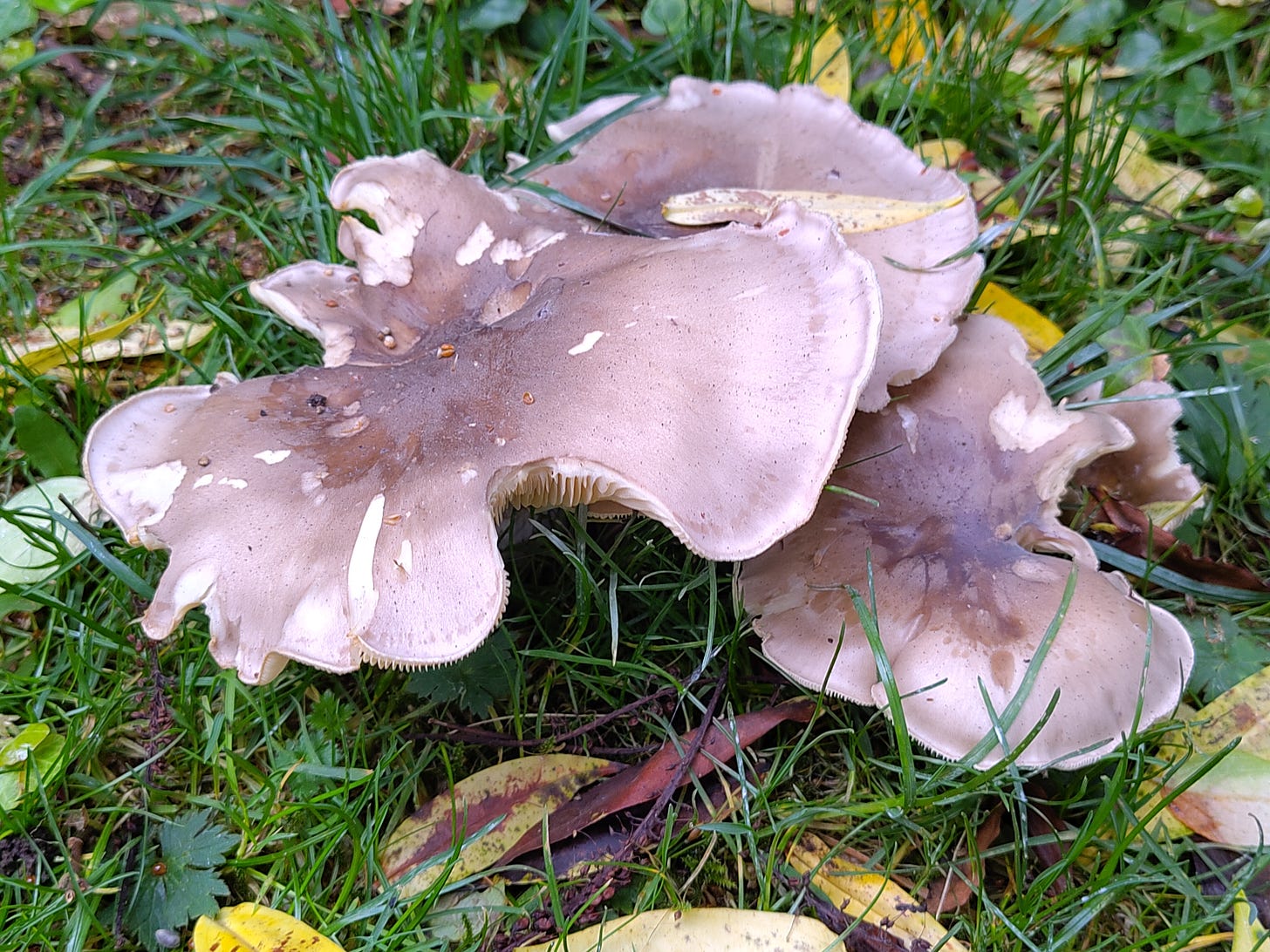 big brown mushroom in scruffy lawn