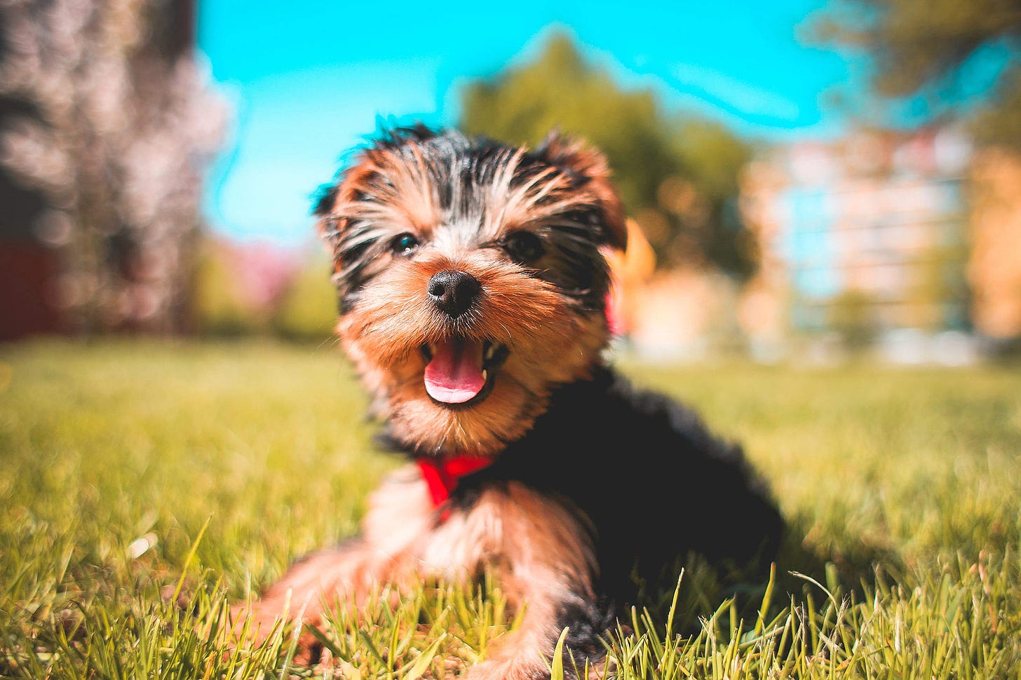 Cute Smiling Yorkshire-Terrier Puppy Free Stock Photo | picjumbo