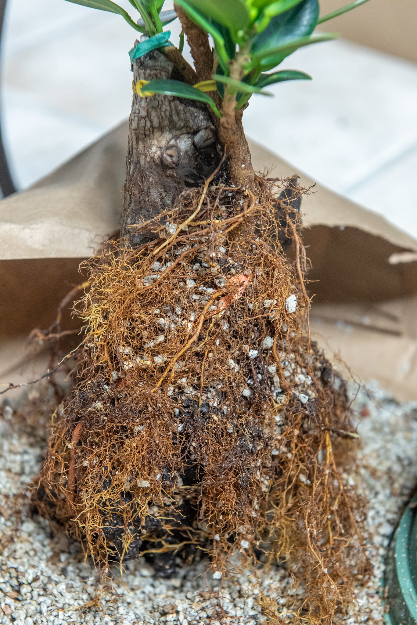 ID: The tree pulled from its pot with all stray pumice shaken away. A dense carpet of fine roots wrapped around a stout dead trunk.