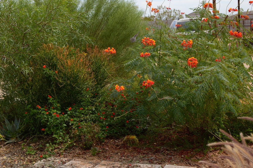 The East Border in late September, dominated by Caesalpinia pulcherrima