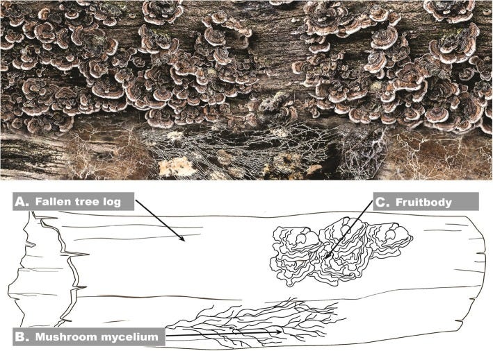 turkey tail growing on a log in the forest