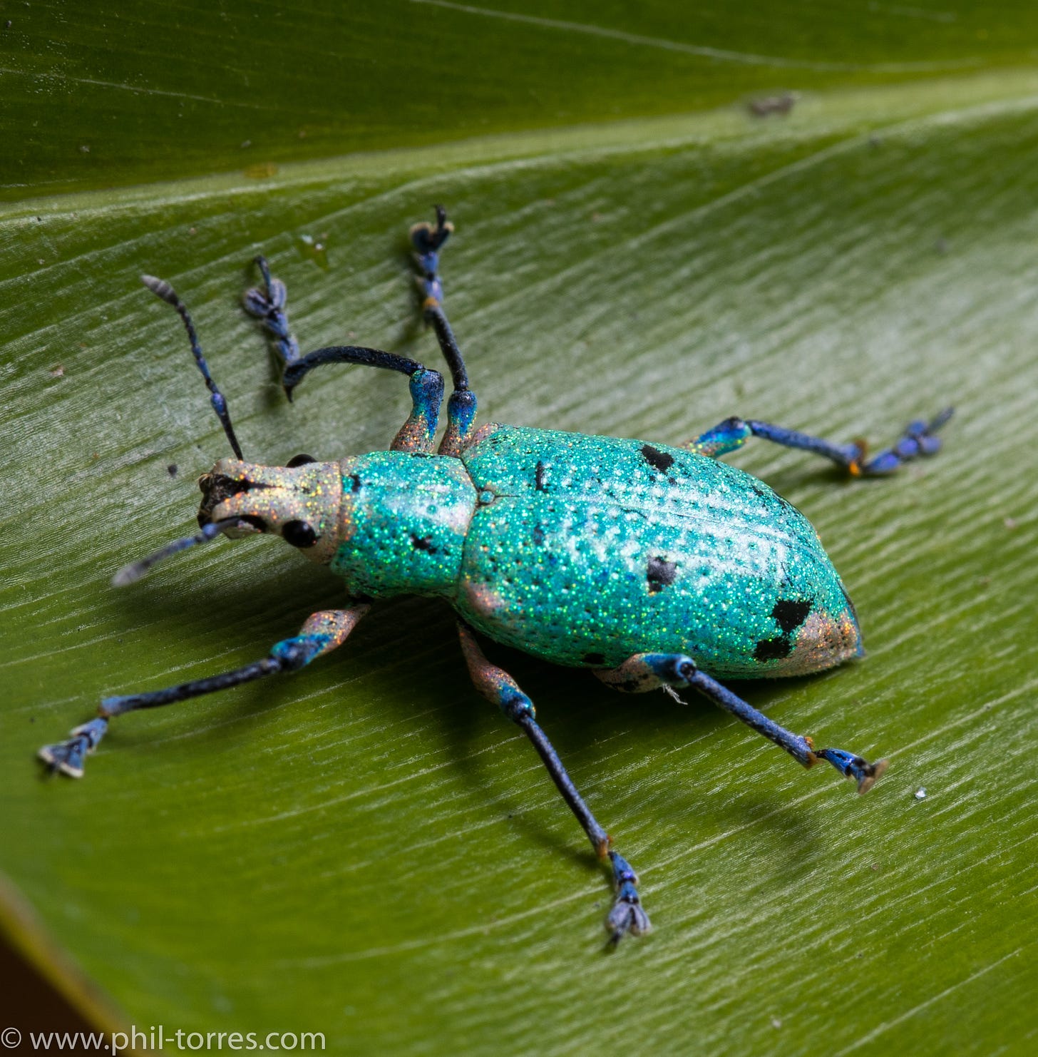 This beetle looks like someone took a paintbrush full of glittery paint and brushed all down its long backside. It refracts greens and blues that stand out strikingly from its green leaf backdrop.