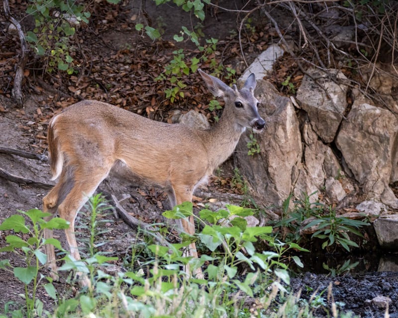 20240710-BoxCanyon-346-Edit.jpg