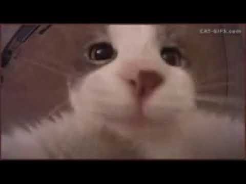 Gato Da beso a Camara - YouTube
