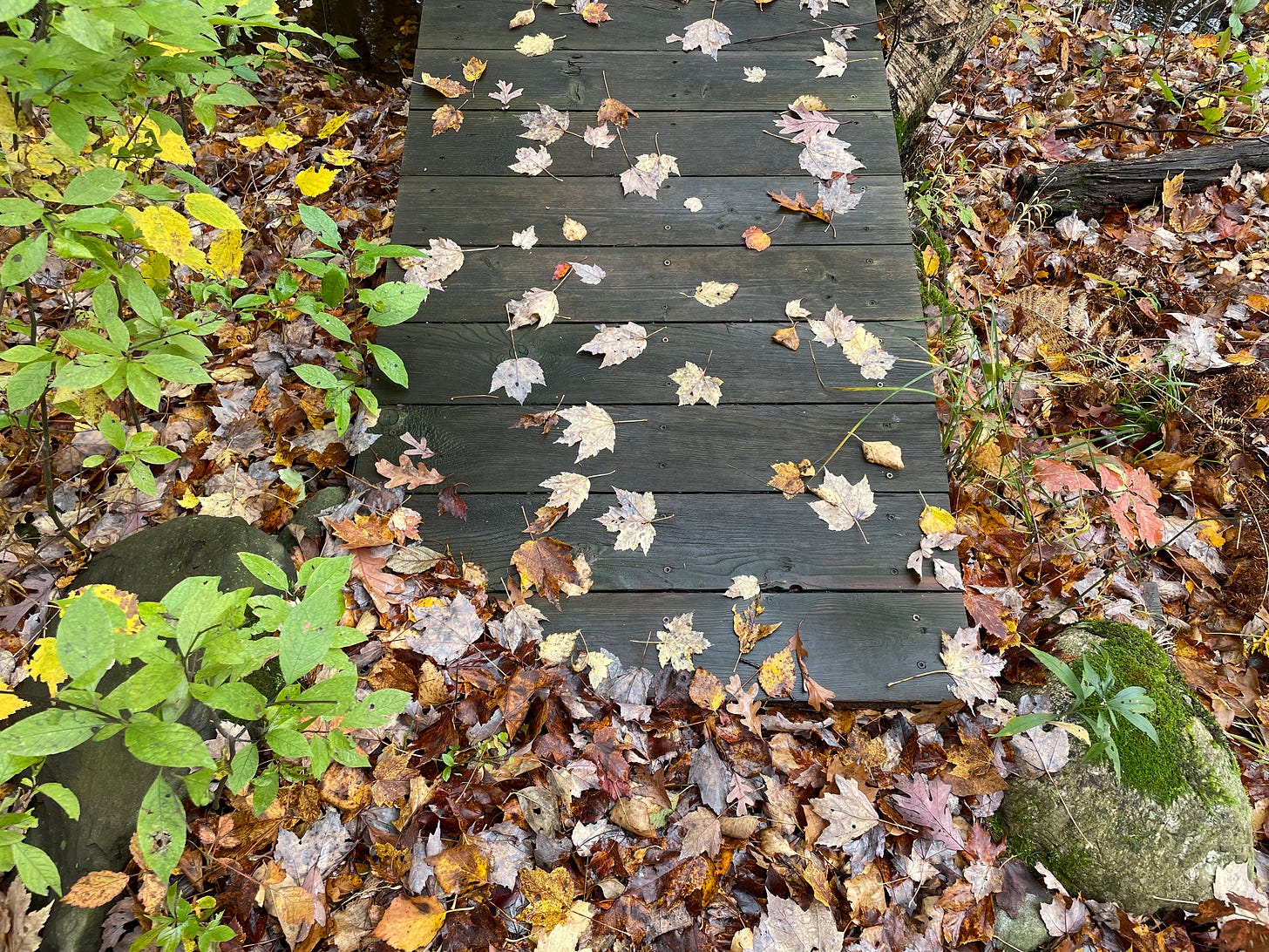 Leaves fallen on a boardwalk.