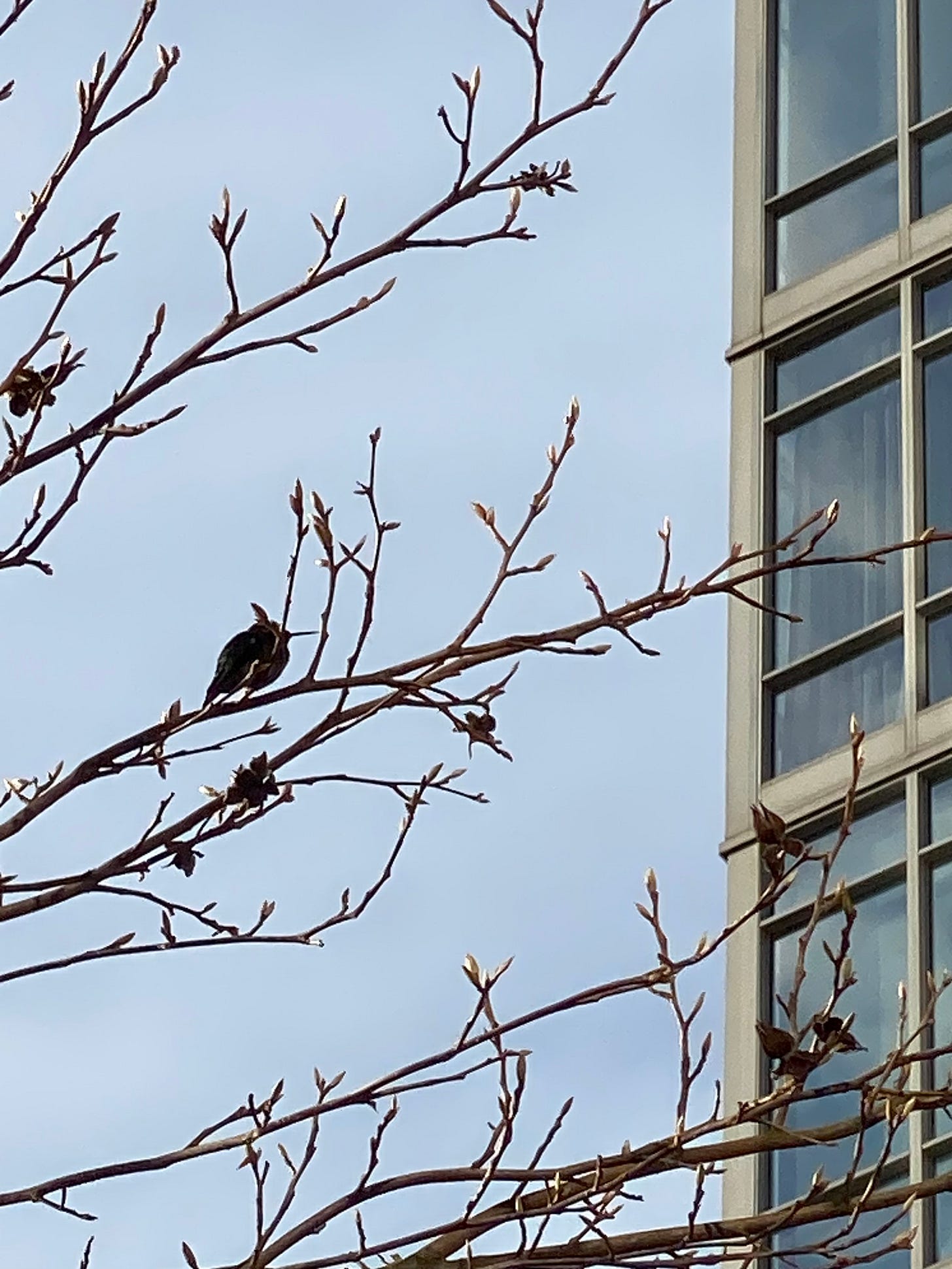 A hummingbird, mostly in silhouette and dark, on a bare tree branch, looking up at a skyscraper building, possibly a high rise apartment.