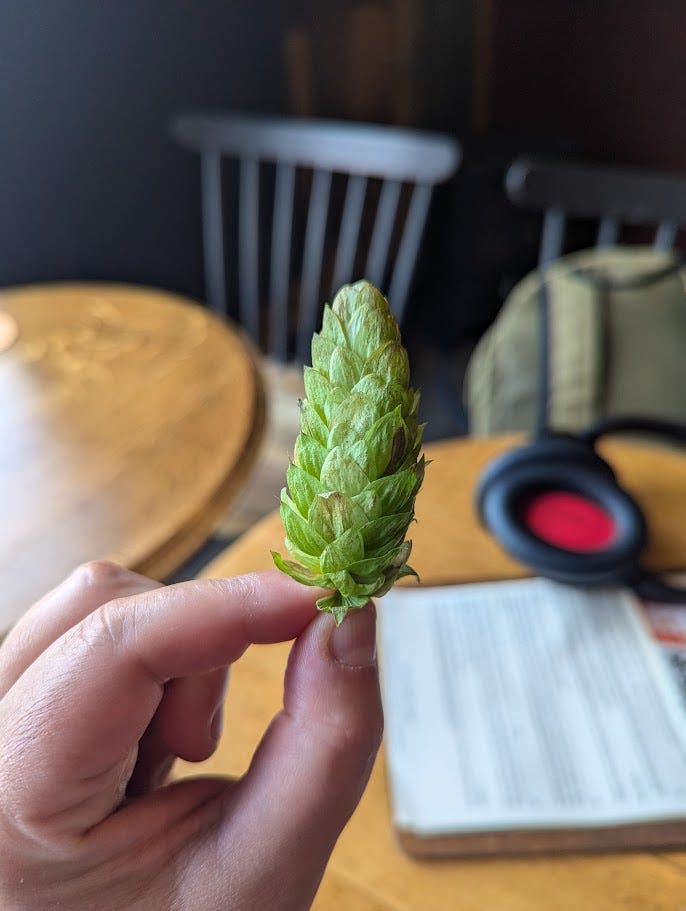 A beautiful fresh hop cone, tall and perfectly-formed, and a zingy shade of light green. I'm holding it in my left hand above some pub tables at the Balance Brewing tap room.