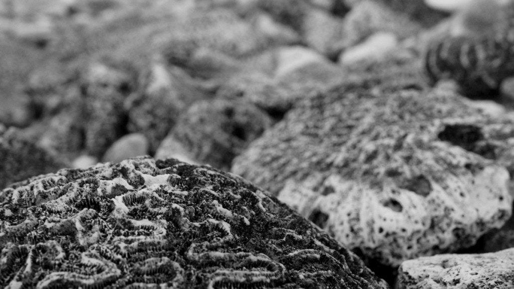 Beached coral on the island.