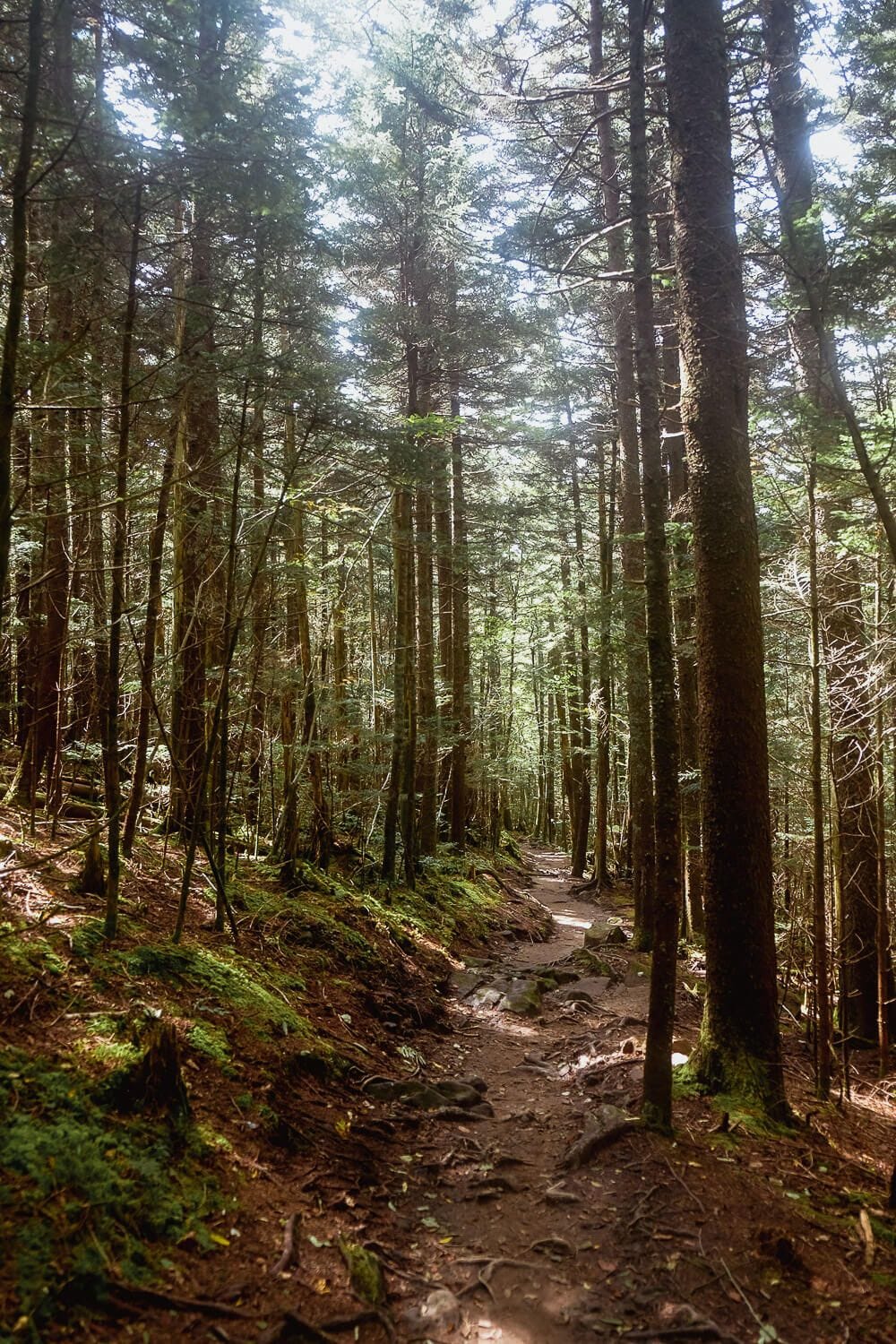 Hike the Andrews Bald Trail from Clingmans Dome