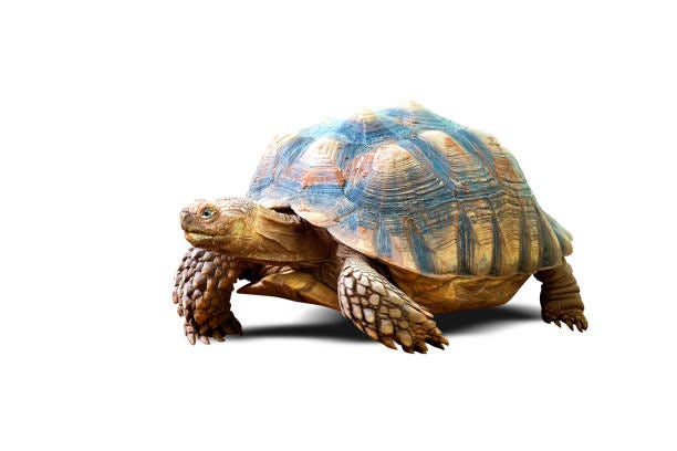 turtle isolated on white background - lentezza foto e immagini stock