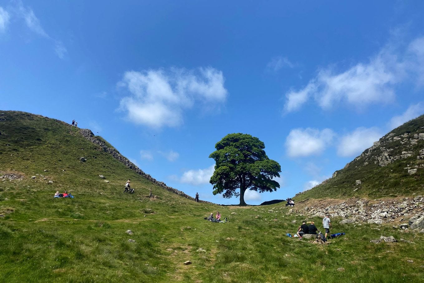 The Sycamore Gap tree in June. (Oli Scarff/AFP/Getty Images)