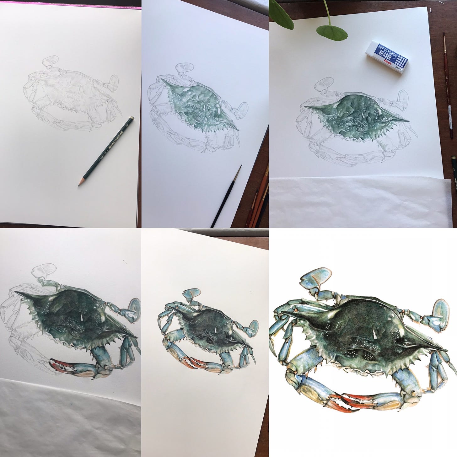 6 images of the process of creating the crab watercolor, beginning to end 
