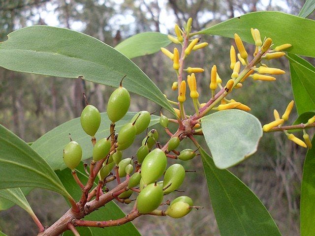 Persoonia levis [fruit wikicommons].jpg