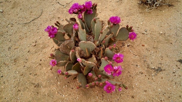 cactus flowers