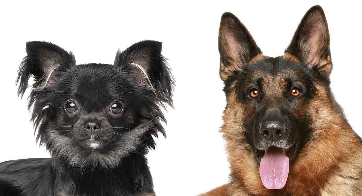 German Shepherd Chihuahua Mix: What to Know About This Hybrid