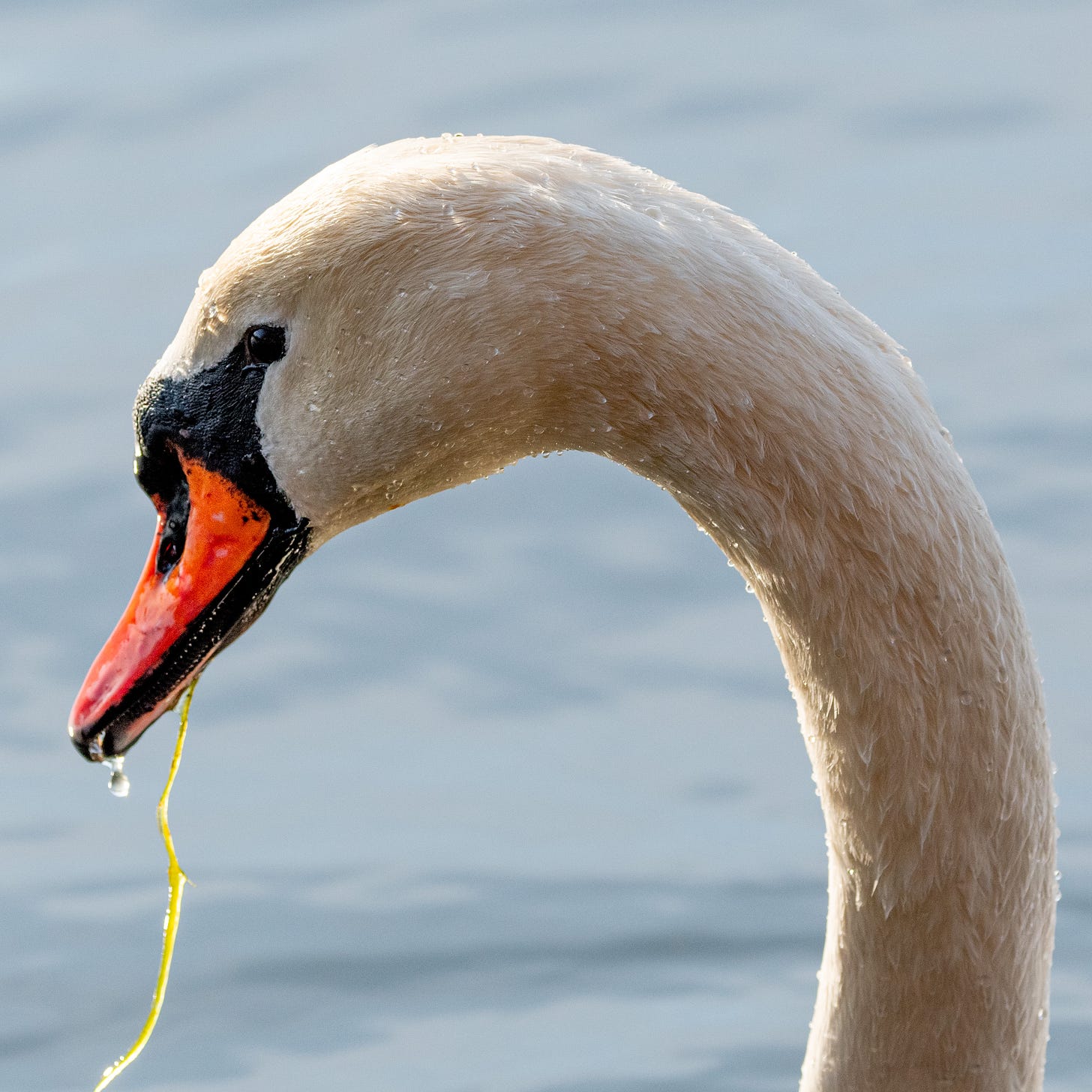 Close-up of the head of a swan, water dripping from its hazard-orange beak, a frond of plant matter dribbling from its mouth