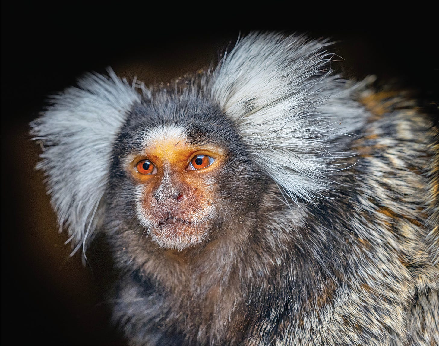 Studies on the common marmoset show that its visual circuits are not an evolutionarily accurate model for human vision. PHOTO: ERNIE JANES/MINDEN PICTURES