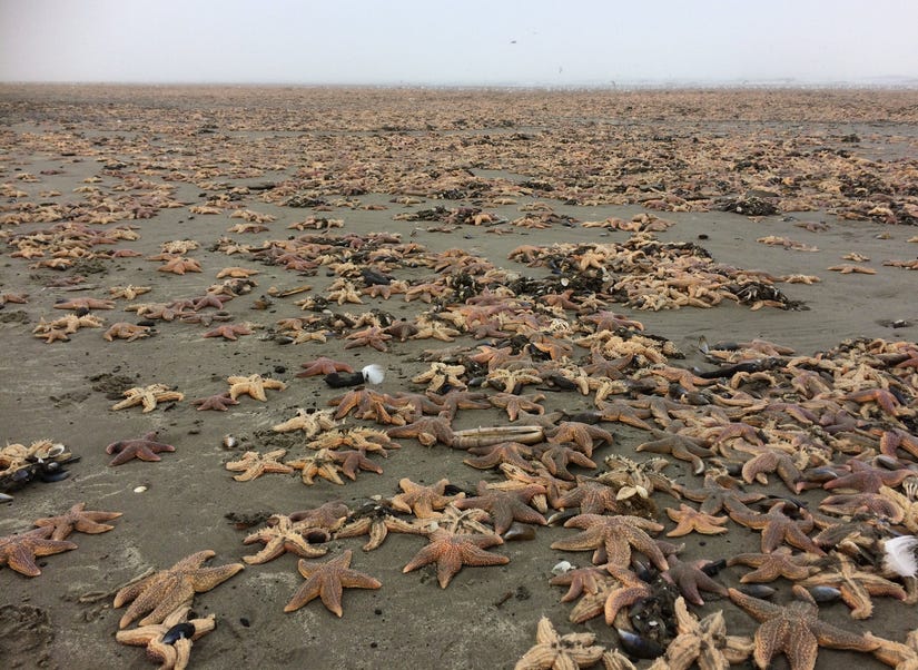 Thousands of starfish strand on Dutch beach - DutchNews.nl