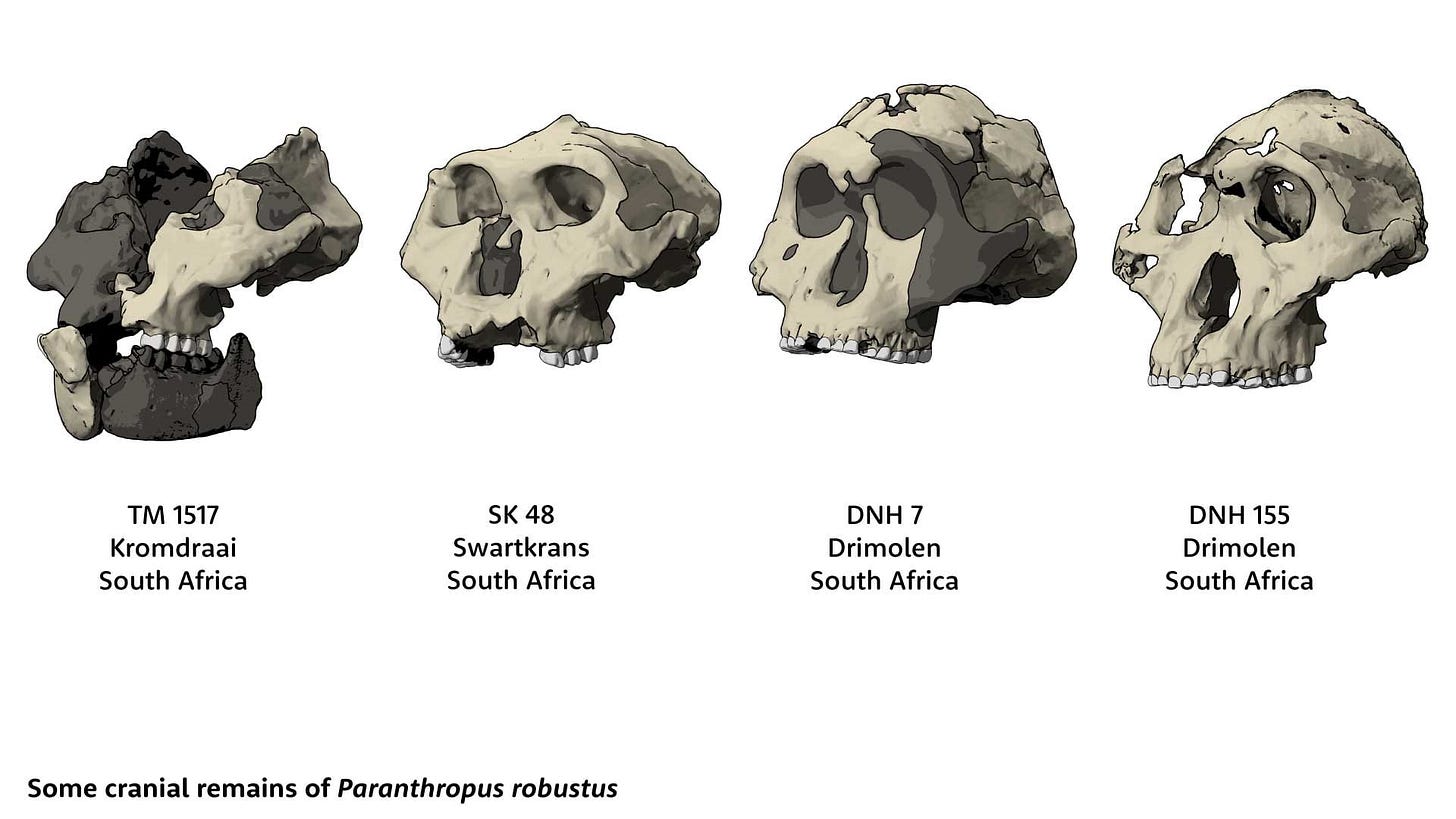 Four skulls of Paranthropus robustus. From left: TM 1517 from Kromdraai, SK 48 from Swartkrans, DNH 7 from Drimolen, and DNH 155 from Drimolen