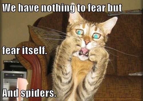 Lolcats - fear - LOL at Funny Cat Memes - Funny cat pictures with words on  them - lol | cat memes | funny cats | funny cat pictures with words on