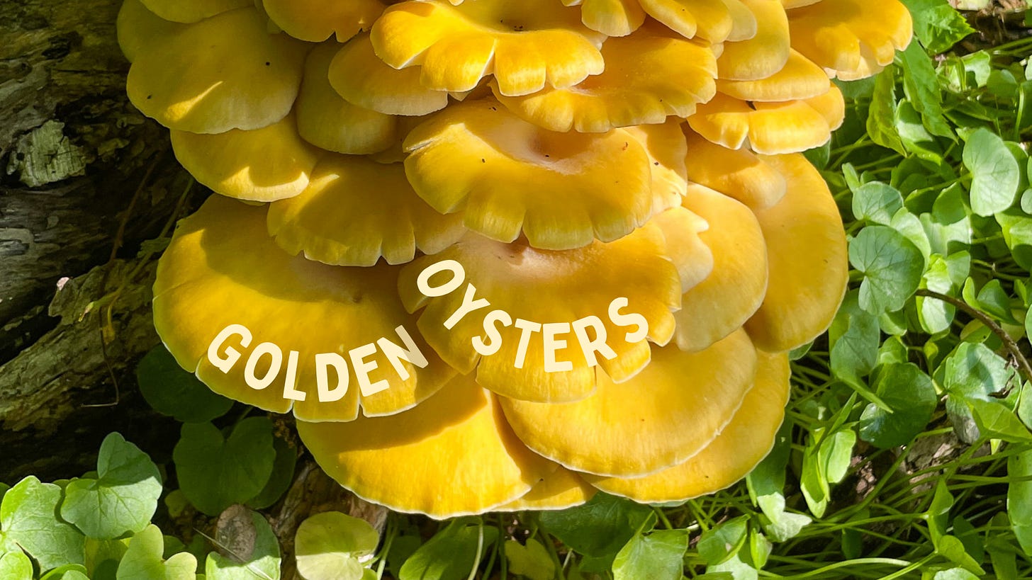 Beautiful golden oyster mushrooms in dappled sunlight with text saying "Golden Oysters," Shot by JB Douglas for The Wild Grocery