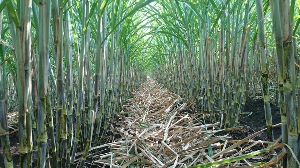 Sugarcane Crop
