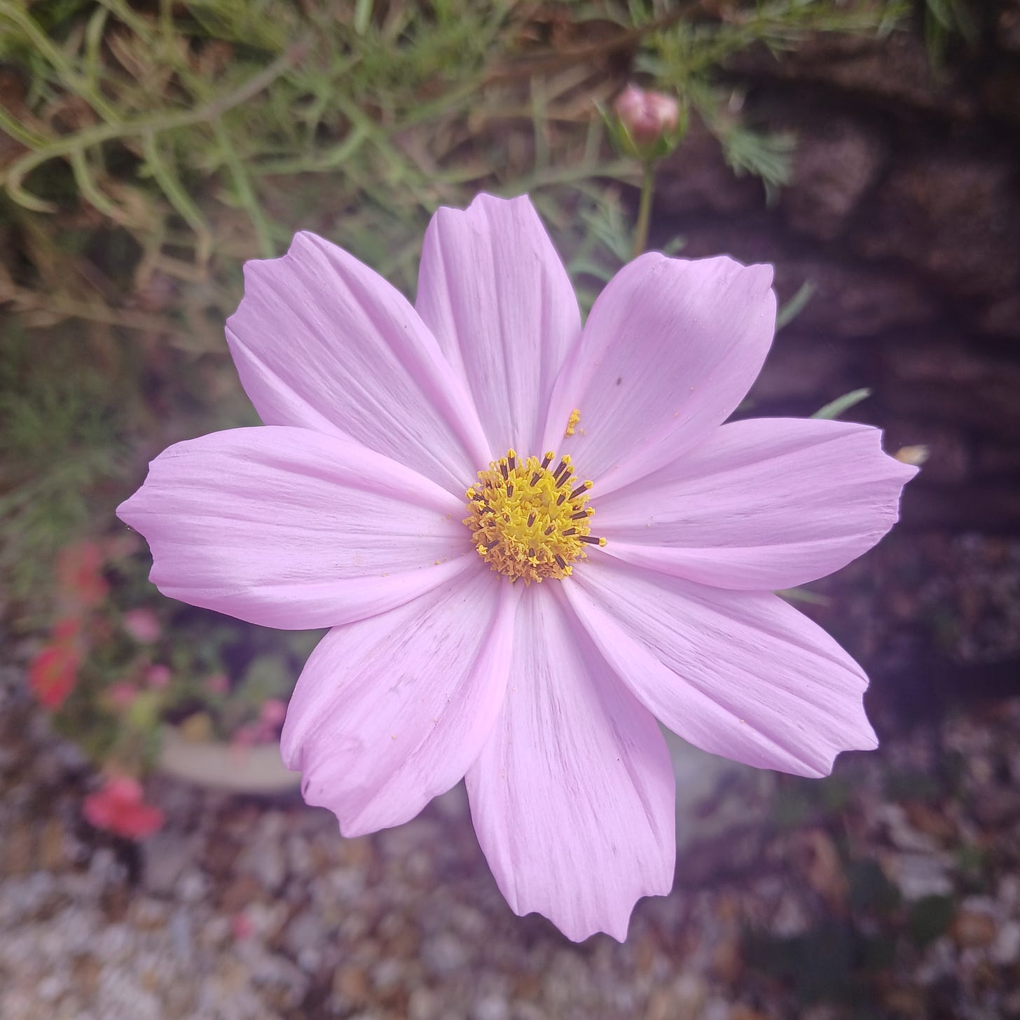 A pink cosmos flow from the garden of Mindset Coach Wendy Tomlinson