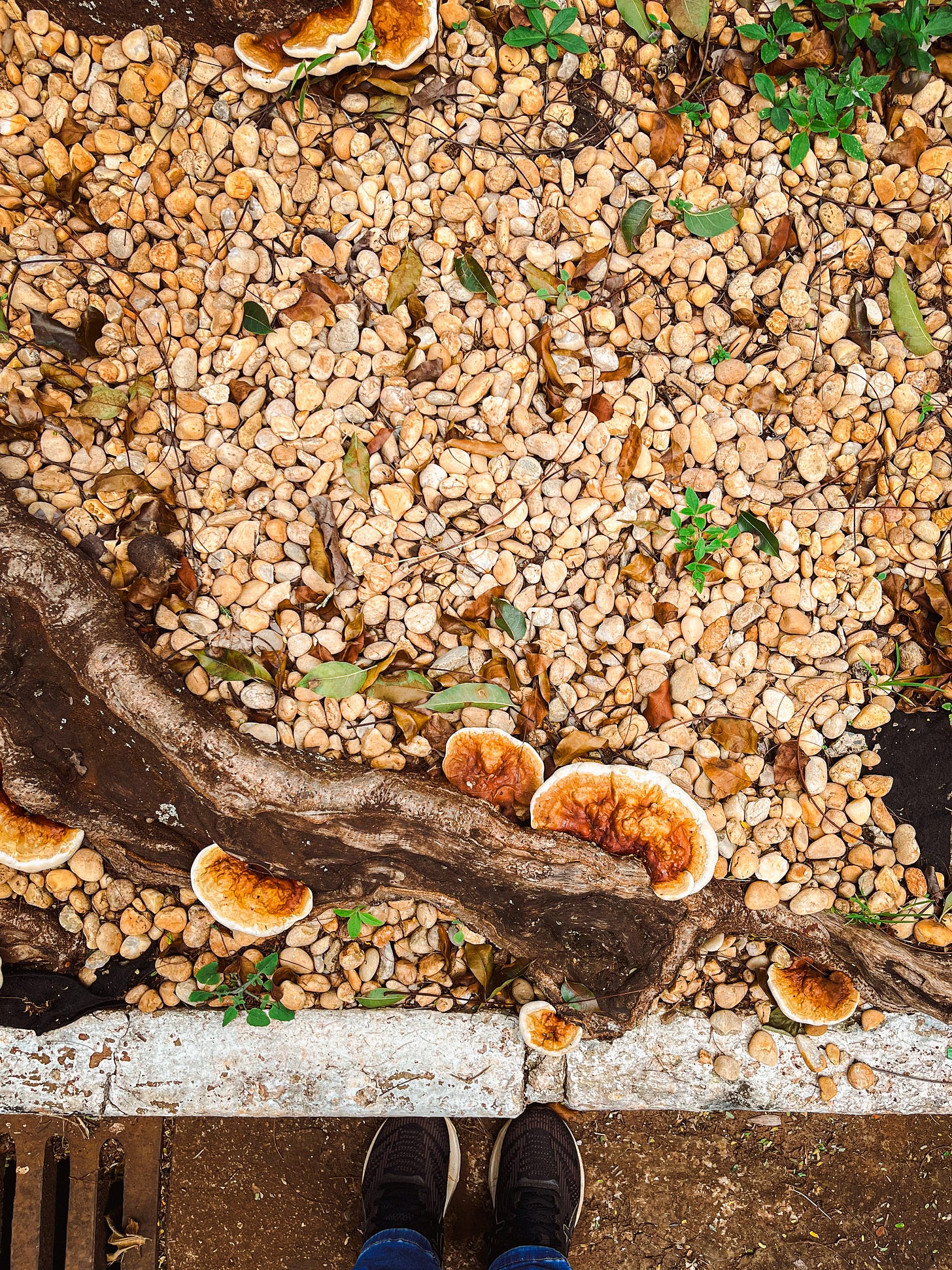 Foto de pedras, raízes e cogumelos num jardim. Na foto, aparece ainda um par de tênis