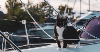 Cats On Liveaboard Sailboats: A Complete Guide | Life of Sailing