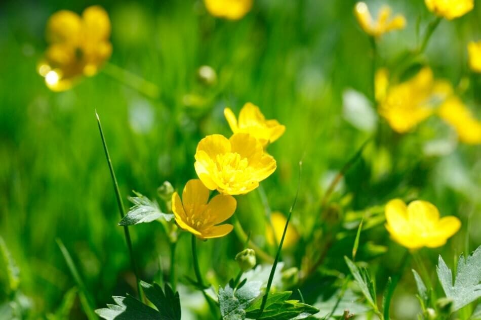 The Cultural Significance of Buttercup Flowers