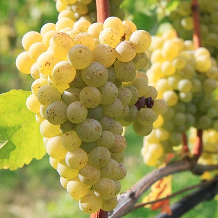 Sauvignon Blanc grape bunch