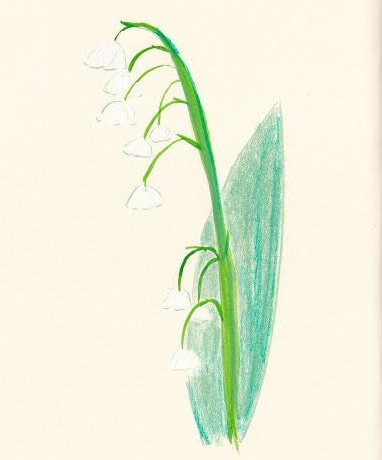 Lily of the Valley flower illustration