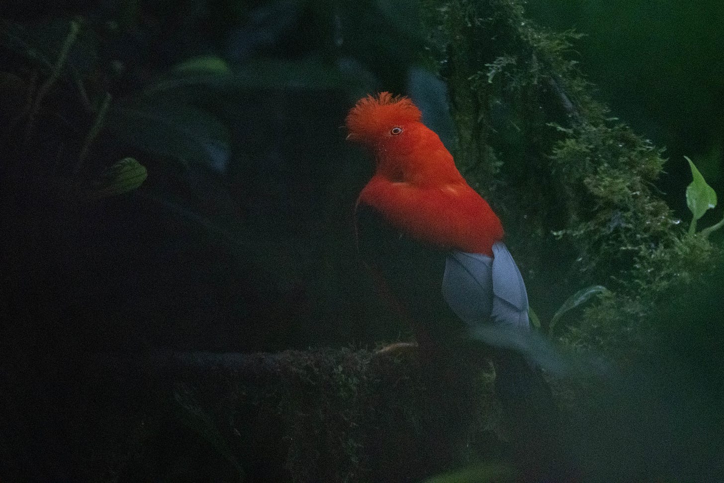 a fiery red-orange bird perched on a mossy snag. it is in the right third of the image, looking left. it has a crest that goes from the forehead to its orange beak, and a bright yellow eye. it has wings that are black near the shoulder, and white at the edges. the image is hazy-green and grainy, taken in the dark and in the rain.