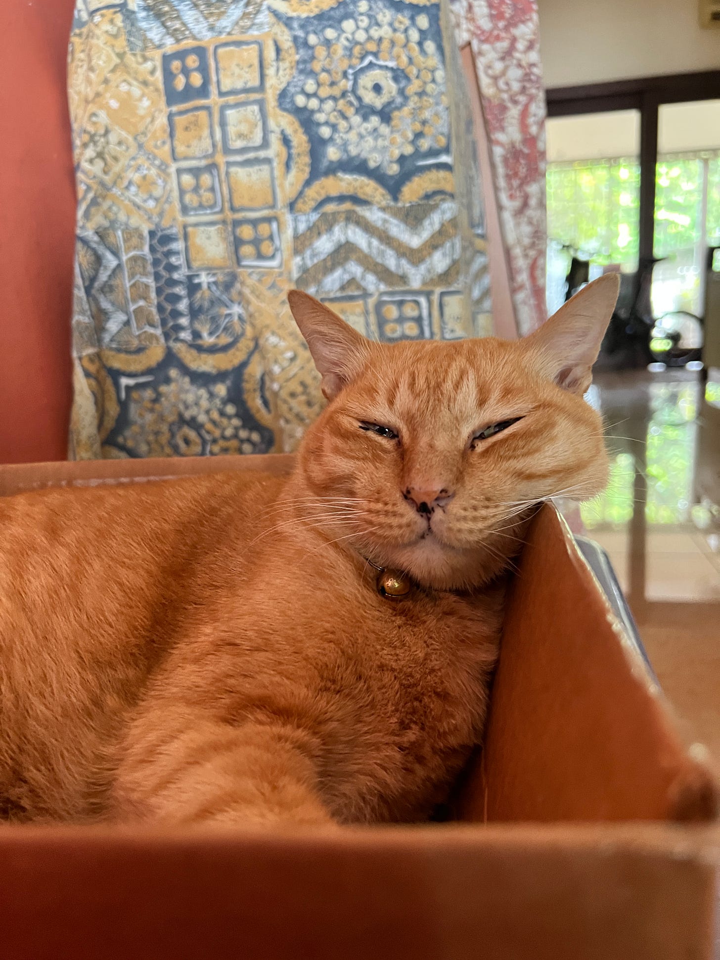 A picture of Tiger, my ginger cat, sleeping very comfortably in a cardboard box with his chubby cheek spilling over the side of the box.