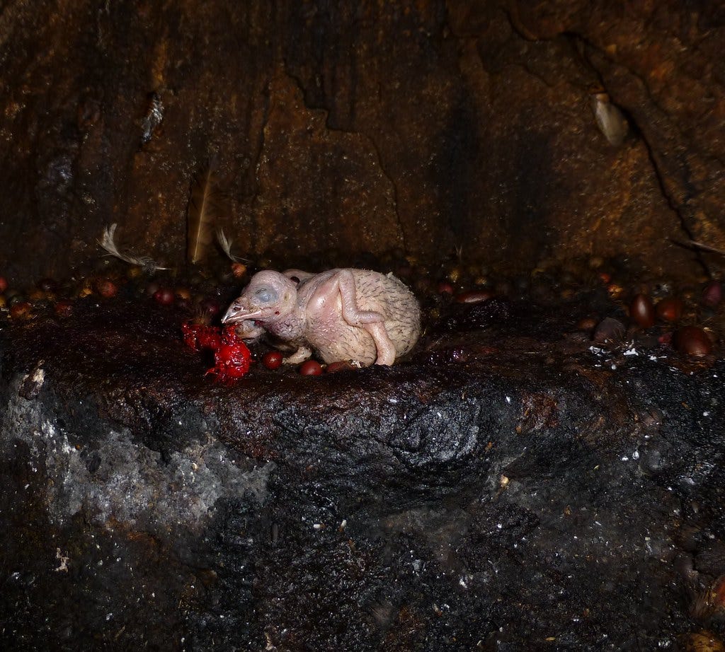 Oilbird chick | One of the Oilbird nests was pretty low on t… | Flickr