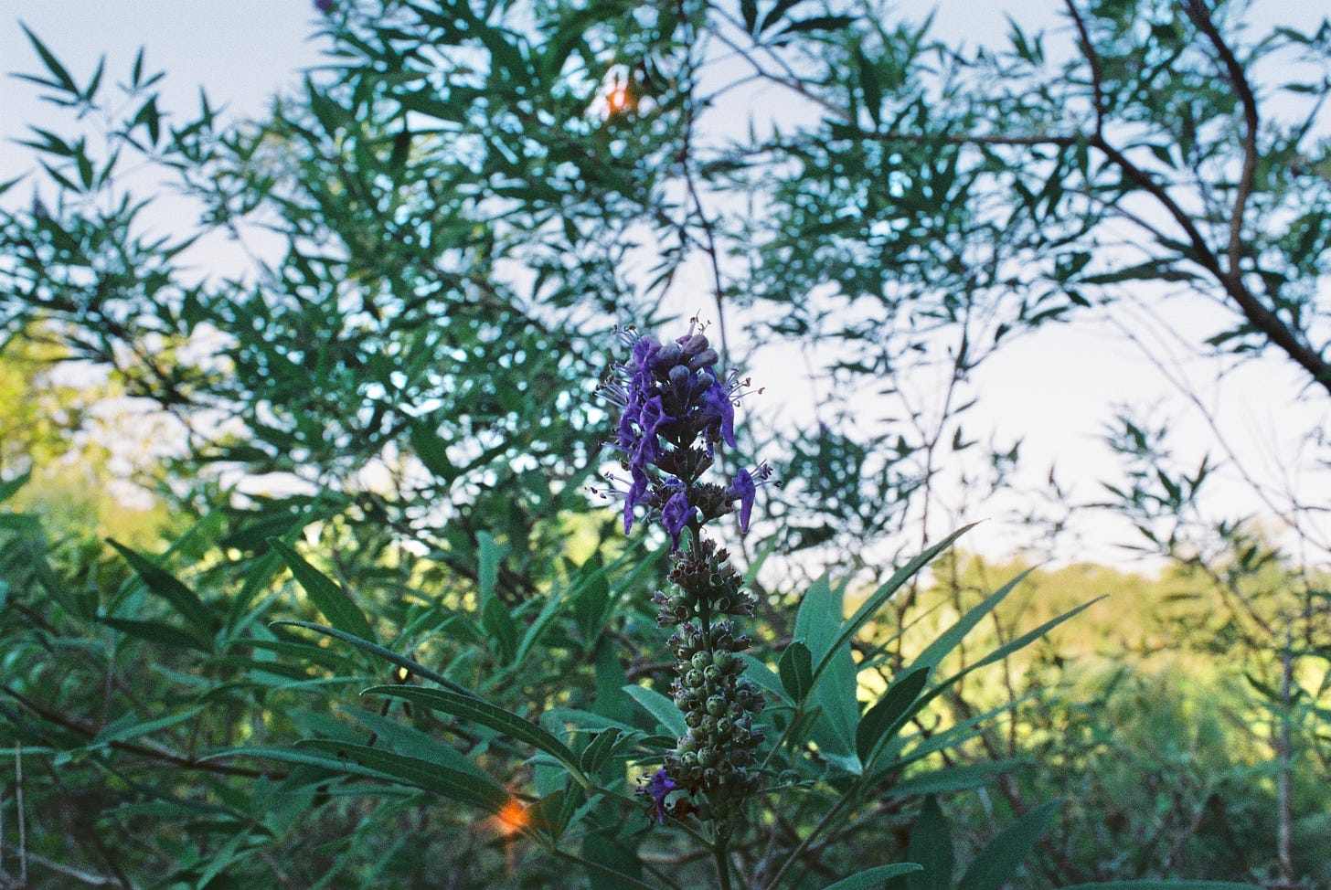 Purple sage flower in bloom