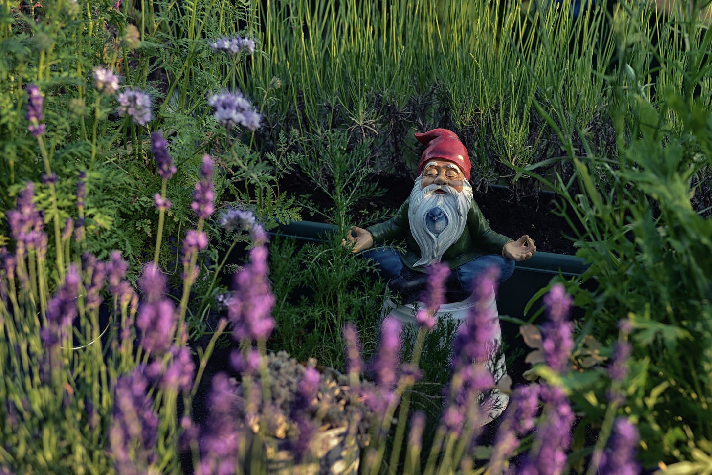 Photo of a gnome meditating in a garden. Unfocused lavender flowers in the foreground