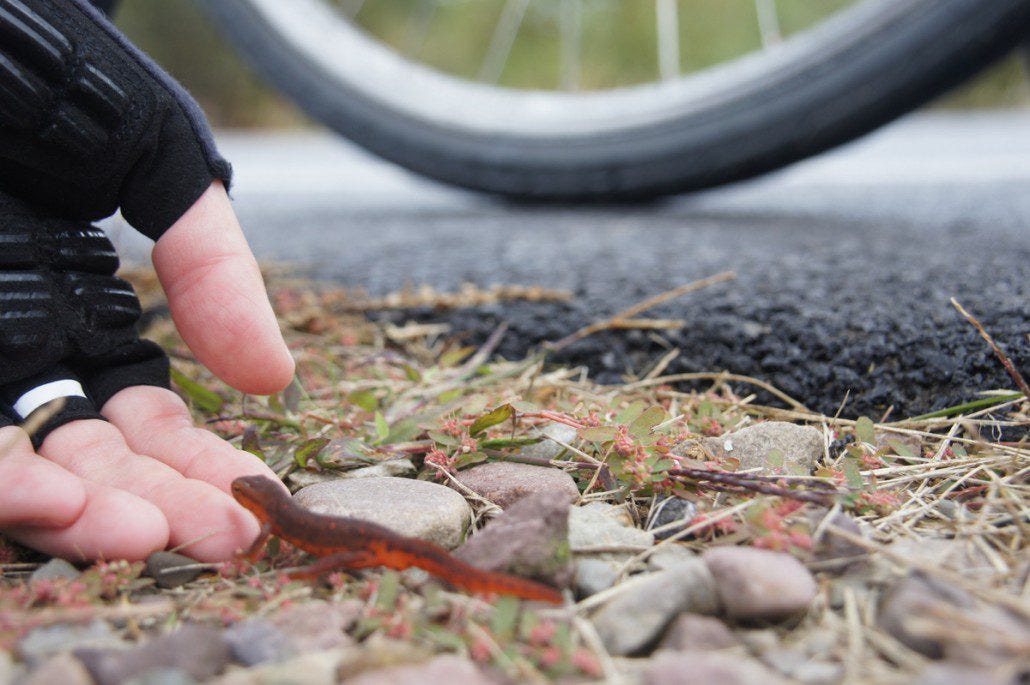 I moved this eastern red spotted newt out of the road and Chelsea moved him over to a nearby pond. Ever the rescuer! (They can live for 12-15 years, but not in 42 degrees in a torpid state lying in a road.)