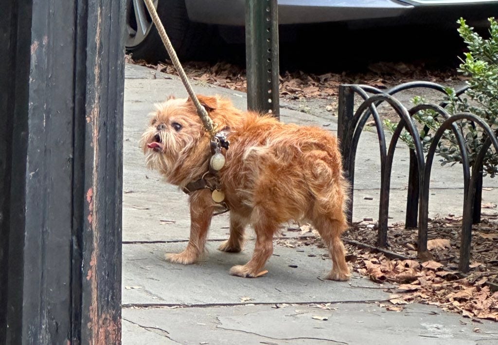 Extremely haggard looking brussels griffon.